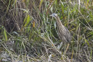 Bittern Bird Drucke: Bittern (Botaurus stellaris)
