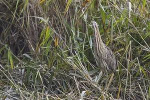 Bittern Bird Drucke: Bittern (Botaurus stellaris)