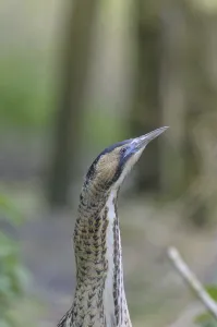 Bittern Bird Drucke: Bittern (Botaurus stellaris)
