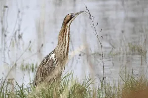 Bittern Bird Drucke: Bittern (Botaurus stellaris)