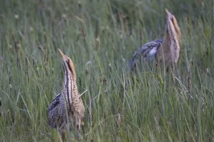 Water Bird Mating Behavior Drucke: Bittern (Botaurus stellaris)