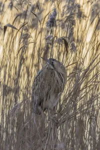 Water Birds In The Wild Drucke: Bittern (Botaurus stellaris)