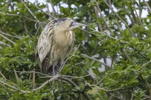 Bittern Bird Drucke: Bittern (Botaurus stellaris)