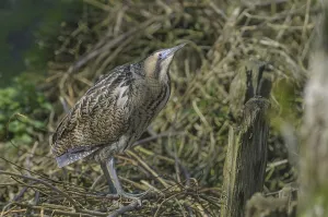 Bittern Bird Drucke: Bittern (Botaurus stellaris)