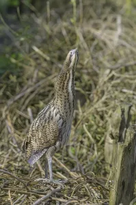 Bittern Bird Drucke: Bittern (Botaurus stellaris)