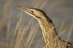 Wildlife Habitat Drucke: Bittern (Botaurus stellaris)