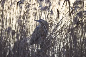 Wildlife Photography Heron Drucke: Bittern, Botaurus stellaris, Eurasian bittern