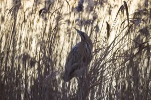 Waterfowl Animal Images Drucke: Bittern, Botaurus stellaris, Eurasian bittern