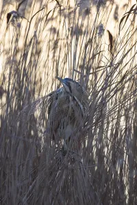 Wildlife Photography Waterfowl Drucke: Bittern, Botaurus stellaris, Eurasian bittern