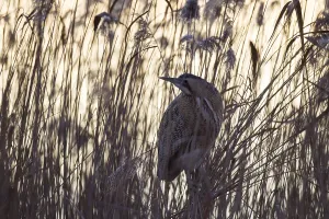 Birds In The Wild Nature Drucke: Bittern, Botaurus stellaris, Eurasian bittern