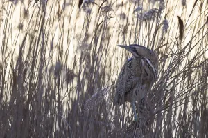 Birds In Wild Nature Drucke: Bittern, Botaurus stellaris, Eurasian bittern