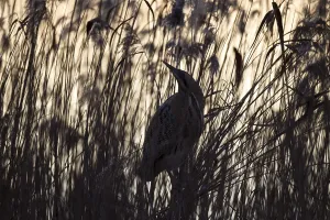 Aquatic Bird Conservation Drucke: Bittern, Botaurus stellaris, Eurasian bittern