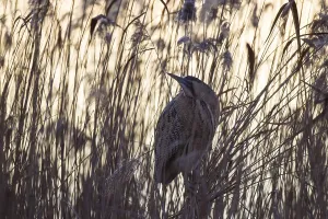 Birds In Wild Nature Drucke: Bittern, Botaurus stellaris, Eurasian bittern