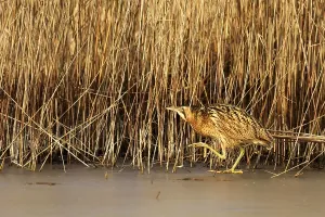 No People Lake Scene Drucke: Bittern (Botaurus stellaris) on ice