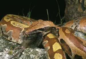 Wildlife Reptile Photography Drucke: Blood python, Nurseryfish (curtus)