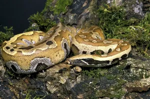 Bony Fish Underwater Photo Drucke: Blood python, Nurseryfish (curtus)
