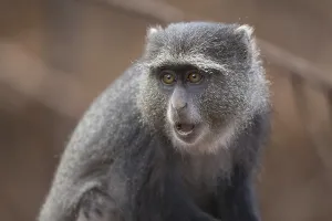 Tanzania National Parks Drucke: Blue Monkey (Cercopithecus mitis)