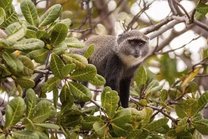 African Animal Portrait Drucke: Blue monkey (Cercopithecus mitis)
