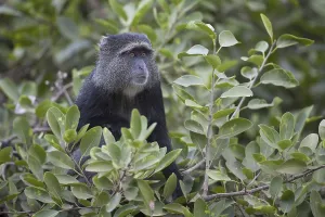 Old World Primates Drucke: Blue Monkey (Cercopithecus mitis)