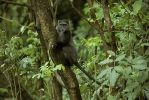 Tree Climbing Monkeys Drucke: Blue Monkey (Cercopithecus mitis albogularis)