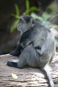 Blauer Affe oder Diademaffe (Cercopithecus mitis)