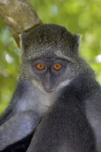 Mammalian Portraits Drucke: Blue Monkey, Kenya (Cercopithecus mitis)
