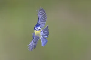 Blauhäher (Parus caeruleus) in Flug.
