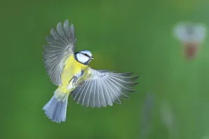 Siegerland Deserted Landscape Drucke: Blue tit (Parus caeruleus) in flight