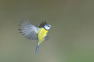 Central Europe Bird Species Images Drucke: Blue tit (Parus caeruleus) in flight