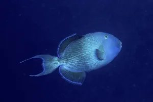 Blue Triggerfish Drucke: Blue triggerfish (Pseudobalistes fuscus) in front of a solid blue background