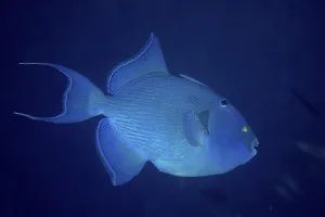 Blue Triggerfish Drucke: Blue triggerfish (Pseudobalistes fuscus) in front of a solid blue background