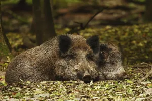 Wildlife Portraits Drucke: Boars