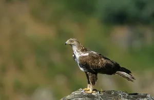 Spanish Wildlife Photos Drucke: Booted Eagle, Eagle, Birds of Prey