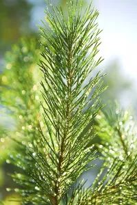 Pine Tree Branch Drucke: Branch of a pine tree