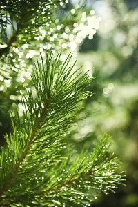 Pine Tree Branch Drucke: Branch of a pine tree