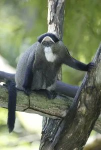 African Monkeys Drucke: Brazza's Monkey (Cercopithecus neglectus)