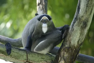 African Monkeys Drucke: De Brazza's Monkey (Cercopithecus neglectus)