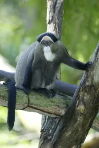 Primate Animal Images Drucke: De Brazza's Monkey (Cercopithecus neglectus)