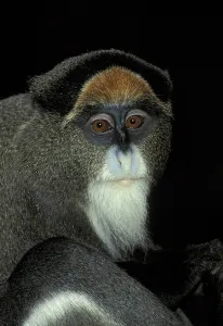 Old World Monkey Portrait Drucke: De Brazza's Monkey (Cercopithecus neglectus)