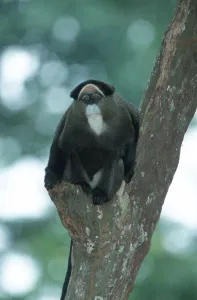 Mammals In Africa Drucke: De Brazza's Monkey (Cercopithecus neglectus) De Brazza's Monkey (Cercopithecus neglectus)