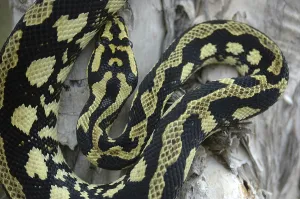 Deserted Wildlife Habitat Photos Drucke: Brightly coloured Jungle Python