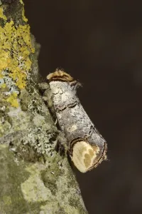 Wildlife Photography Wales Drucke: Buff-tip Moth (Phalera bucephala)