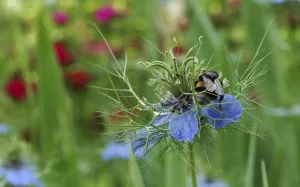 Hymenoptera Photography Drucke: Bumblebee