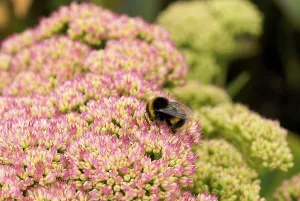 Bumblebee On Flower Drucke: Bumblebee sitting on flower carpet