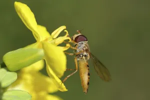 Marmalade Hoverfly Drucke: Buzz fly