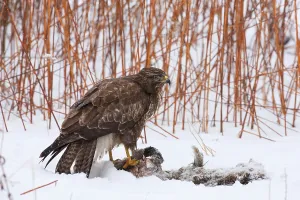 No People In The Wilderness Drucke: Buzzard