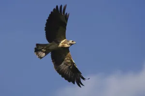 Wild Animal Wildlife Images Drucke: Buzzard in flight