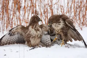 Buzzards