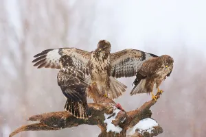 Bird Of Prey Drucke: Buzzards