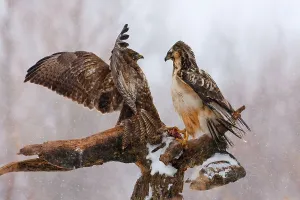 Aggressive Bird Behaviour Drucke: Buzzards